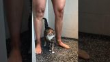 En kat i brusebadet