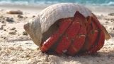 Un crab se trezește pe plajă