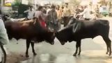 Não entrar entre dois touros lutando
