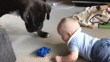 Hond geeft de baby een speeltje niet te huilen