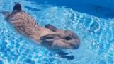 Rabbit zwemt in een pool