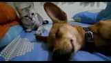 The cat gives a lesson to the dog