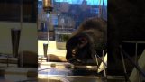 Le megeftike chat du robinet