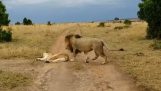 Il leone fatto un piatto su un sonno leonessa