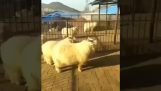 Sheep mesterek Kung Fu