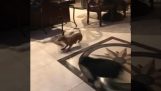Chihuahua face un dribling teribil