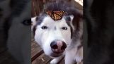 Husky met een vlinder op haar hoofd