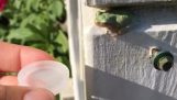 Μικροσκοπικός βάτραχος μπαίνει σε μια μικροσκοπική πισίνα