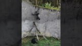 Los chimpancés están tratando de escapar del zoológico