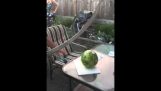 Ali coupe le melon d'eau