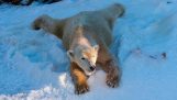 דובי קוטב לשחק בשלג-גן החיות של סן דייגו