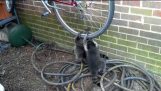 Raccoons hängande utanför cykel