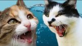 Katte Vs. Vand