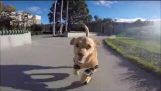 Câine cu handicap, David învăţat cum să ruleze în picioare protetice