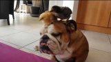 Civcivler bir bulldog öpücük