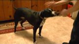 The Amazing Incredible Dog Kaiah – 彼女はトイレに行くにベルが鳴る