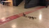 Mama Duck si ei puii de rață Vizitați High School