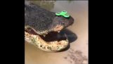 Enorme Alligator en Fidget Spinner