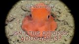 Октопод Adorabilis