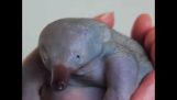 Echidna puggles are next level adorable