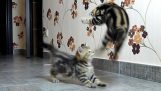 הידור חתולים מצחיקים של לחימה ריקוד חתלתולים