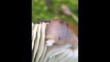 キノコを食べるカタツムリ