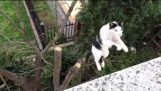 Супер котка скок