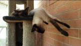 명나라 샴 고양이 수면 산책