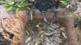 Utrolig dypt hull Trap Catch mye fisk og ål gjøre ved Smart gutt i Kambodsja