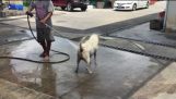 Doggie Cool-Down