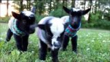 Triplet Newborn Goats in Sweaters!