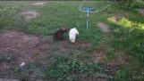Kitty and bunny playing tag