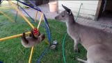 Baby Лень відповідає його великий брат кенгуру