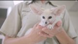 Baby Fox Pounces og spiller i San Diego Zoo